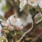 Äppelblütefest in Naurod sorgt für Umleitungen vom 8. bis 11. Mai