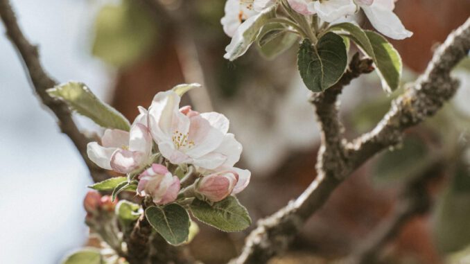 Äppelblütefest in Naurod sorgt für Umleitungen vom 8. bis 11. Mai