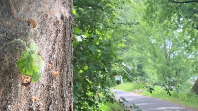 Eltville lässt Nester des Eichenprozessionsspinners am Leinpfad entfernen Eltville lässt Nester des Eichenprozessionsspinners am Leinpfad entfernen