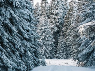 Forstamt Rüdesheim lädt zum Weihnachtsbaumkauf im Wald bei Rauenthal