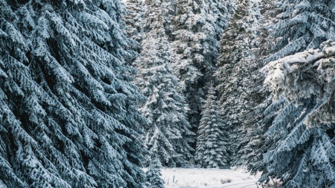 Forstamt Rüdesheim lädt zum Weihnachtsbaumkauf im Wald bei Rauenthal