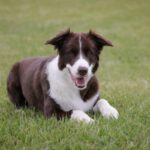 Hinweise auf mögliche Giftköder in Walluf: Hundehalter sollen aufmerksam sein