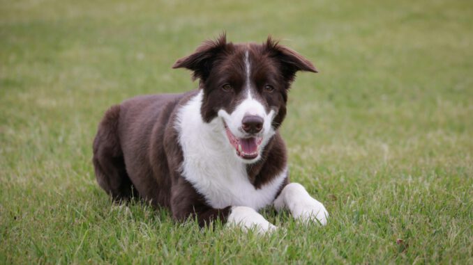 Hinweise auf mögliche Giftköder in Walluf: Hundehalter sollen aufmerksam sein Hinweise auf mögliche Giftköder in Walluf: Hundehalter sollen aufmerksam sein