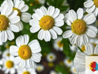 Kreativtreff in Eltville: Workshop zum Gestalten von Blumengestecken