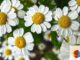 Kreativtreff in Eltville: Workshop zum Gestalten von Blumengestecken
