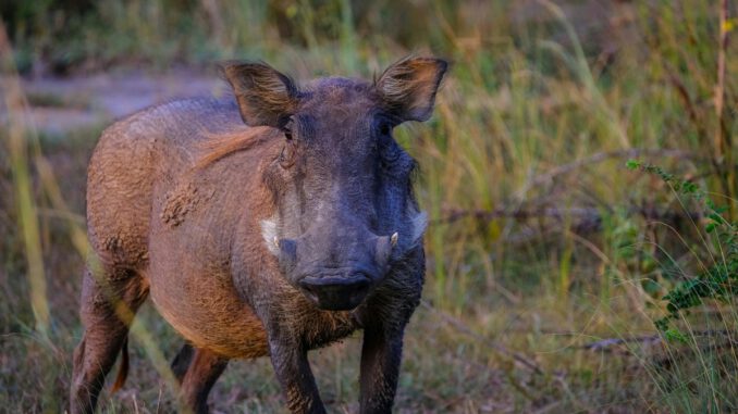 Rheingau-Taunus-Kreis seit zehn Monaten ohne neuen ASP-Nachweis