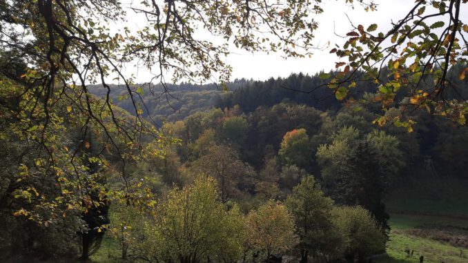 Rundweg in Rauenthal ausgewiesen: 5,4 Kilometer durch Weinberge, Wald und Obstwiesen