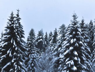 Weihnachtsbäume aus dem heimischen Wald: Verkauf in Rauenthal am 20. Dezember
