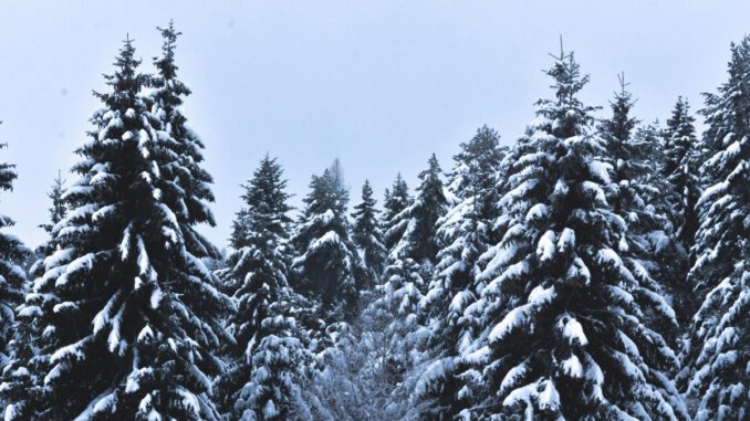 Weihnachtsbäume aus dem heimischen Wald: Verkauf in Rauenthal am 20. Dezember